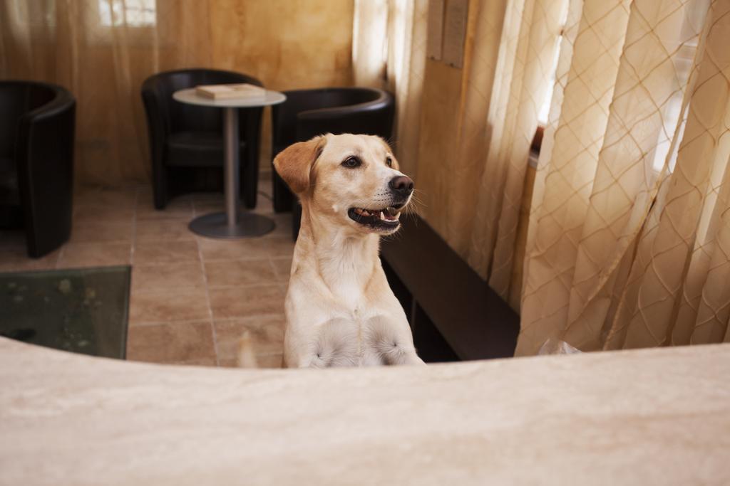 Residence Conchiglia Aparthotel Alassio Ngoại thất bức ảnh